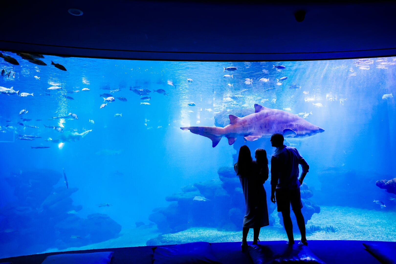 Palma aquarium