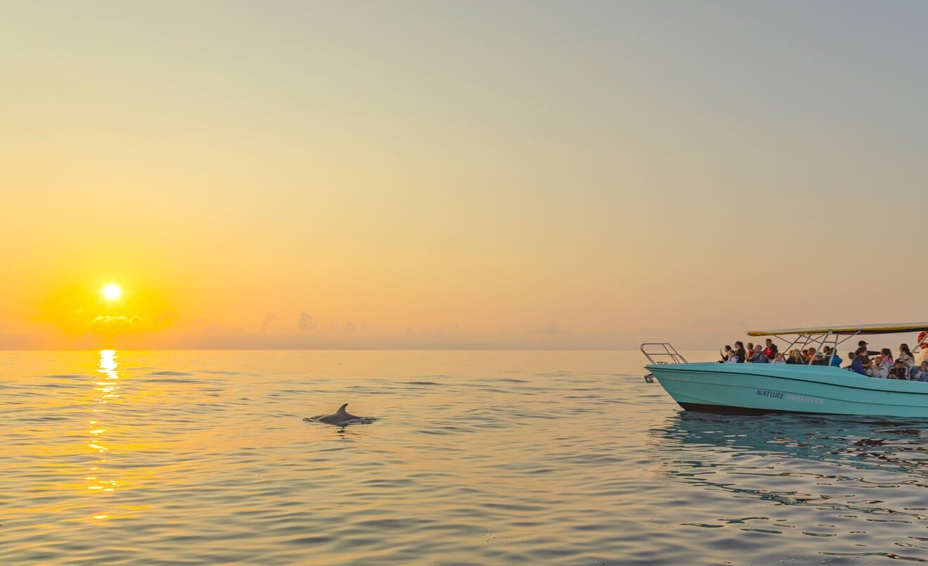 Delfin der aus dem Wasser springt