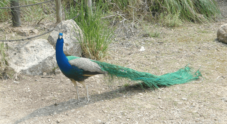 Pfau im Park