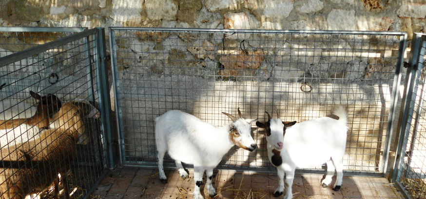 Wochen Markt mit Tiere auf Mallorca
