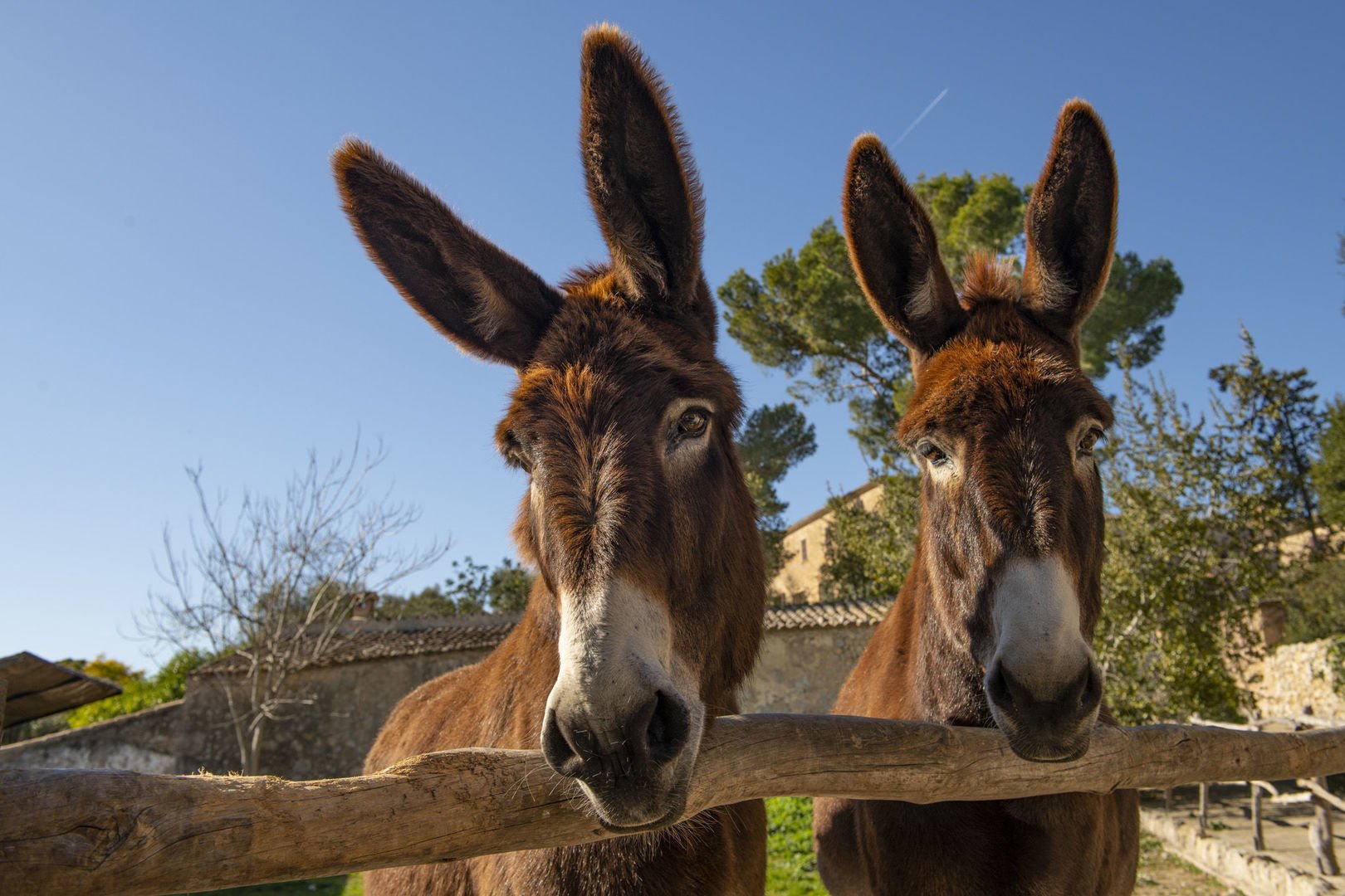 esel in els calderers