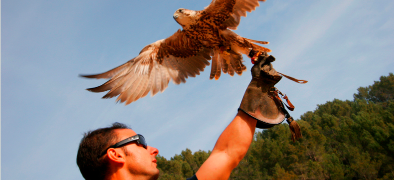 Vögel