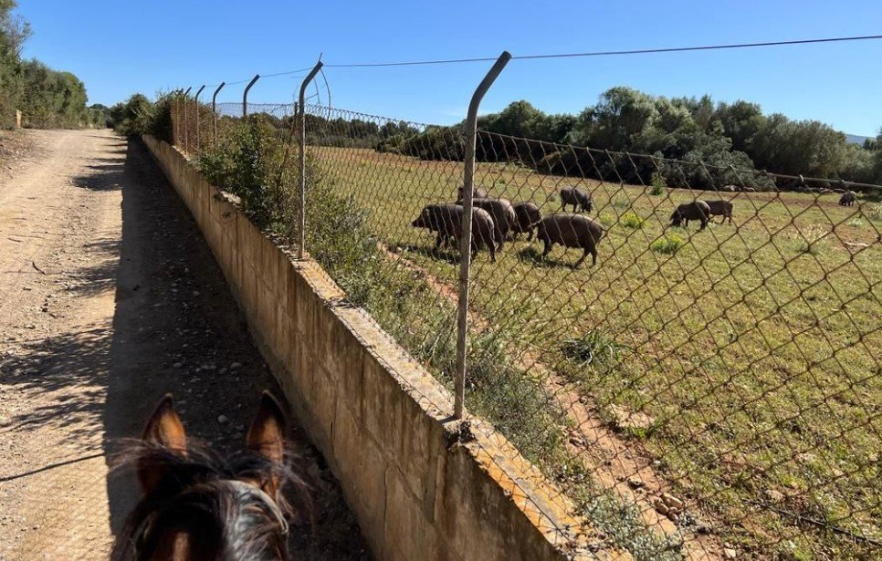Schweine auf dem Feld