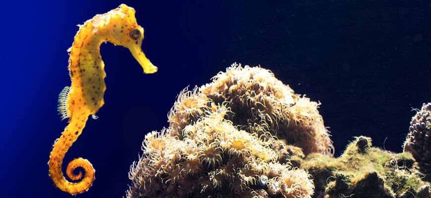 Seepferdchen im Aquarium