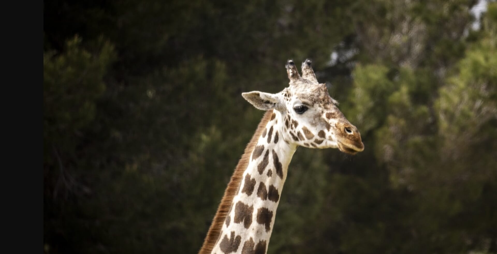 Giraffe im Safari Zoo Mallorca