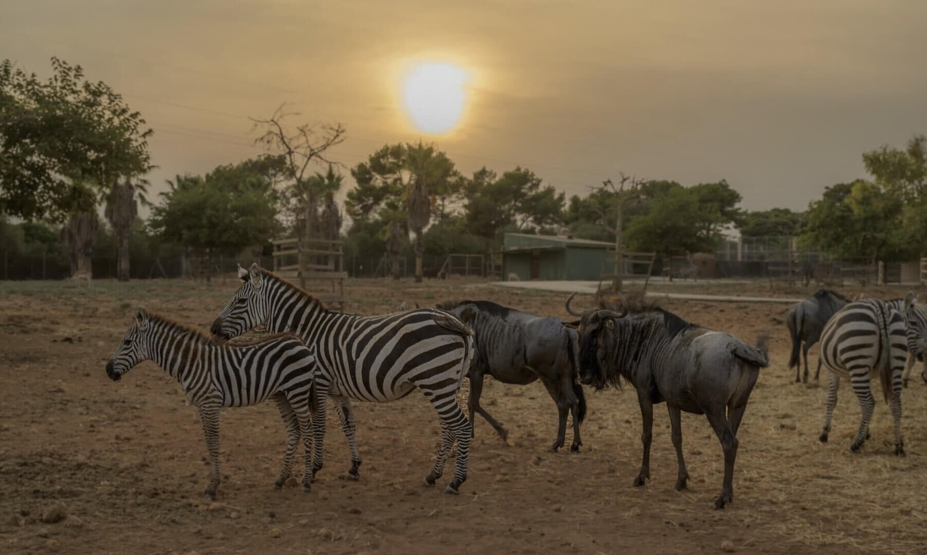 Tiere im Safari Zoo Mallorca in natürlicher Umgebung