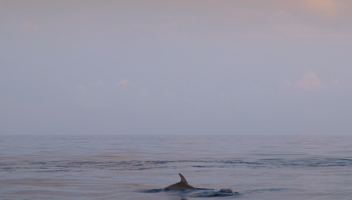 dolphins in the nature habitat