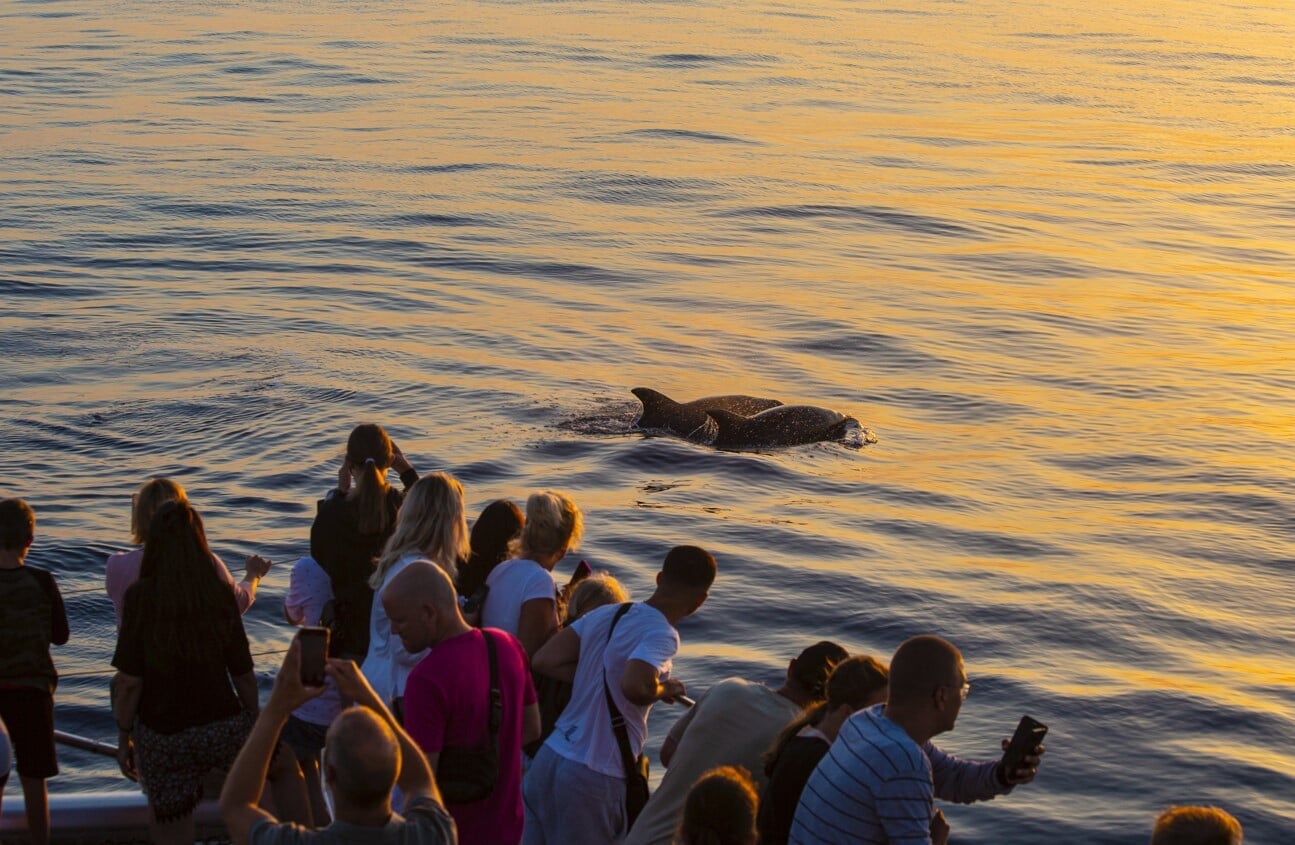 dolphin watching