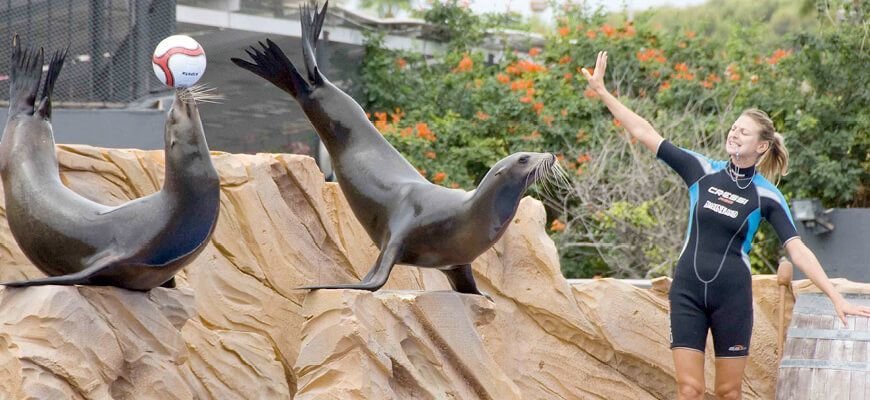 Sea lion show