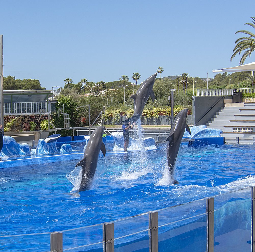 dolphin show