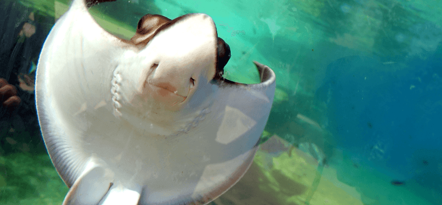 sting rays mallorca