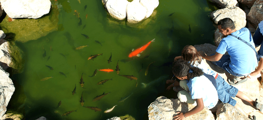 how to get to palma aquarium from alcudia