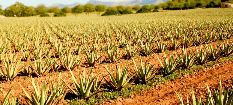 Aloe vera farm mallorca