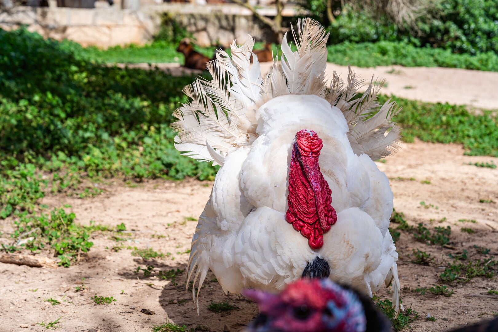 turkey