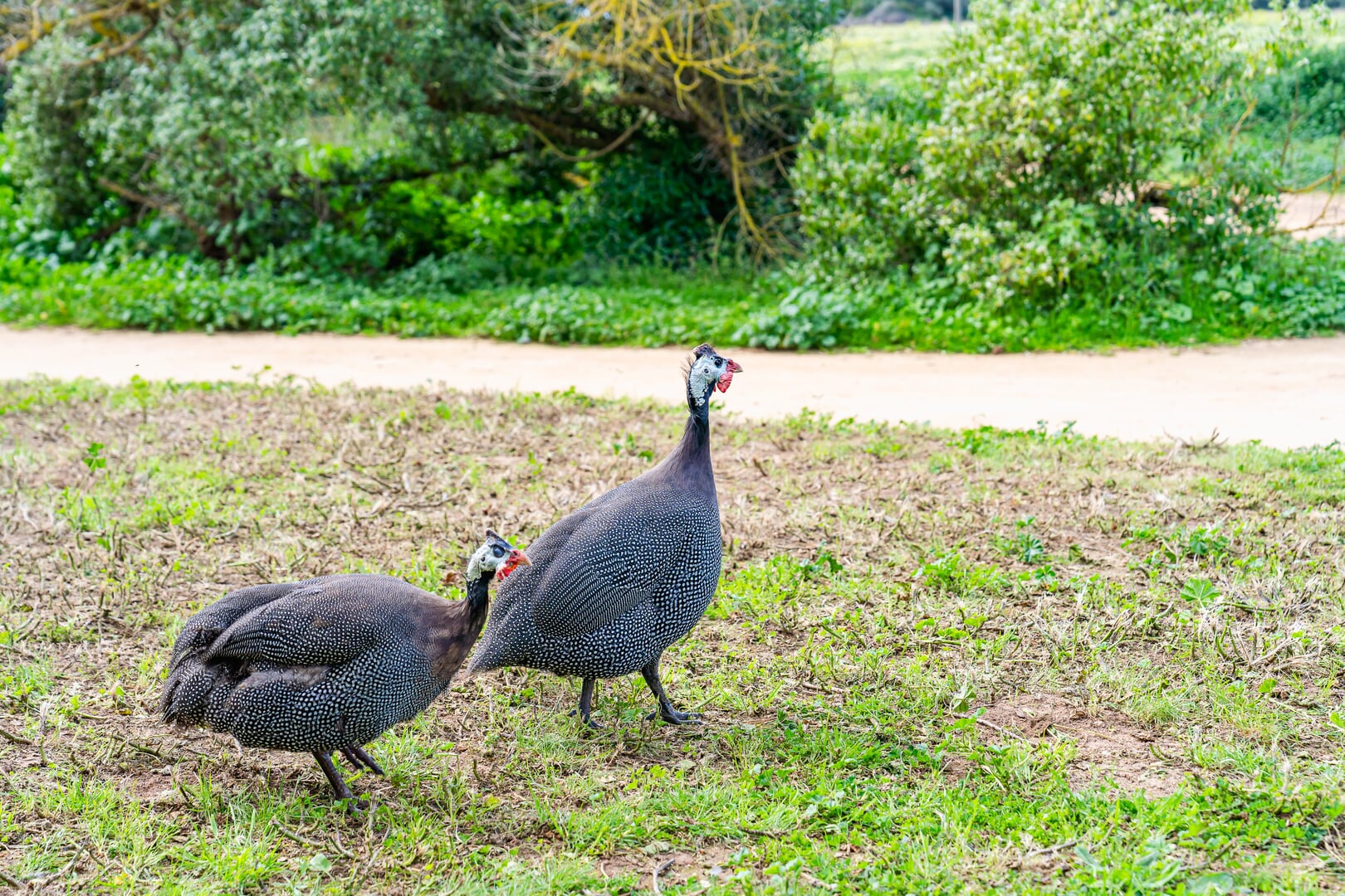 birds