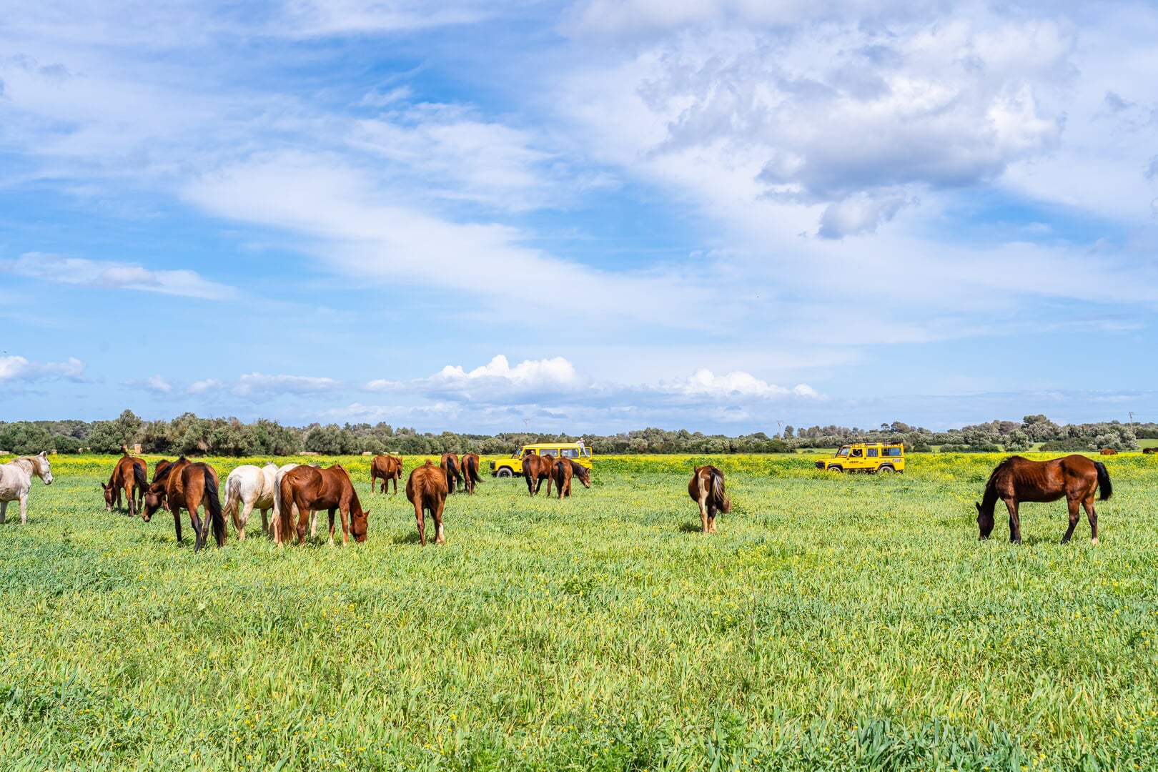 horses