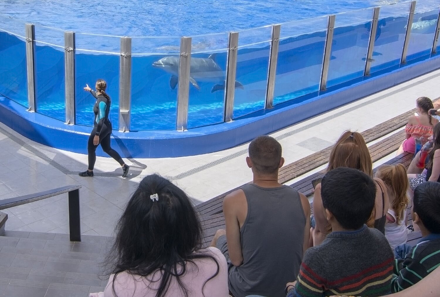 dolphin show mallorca