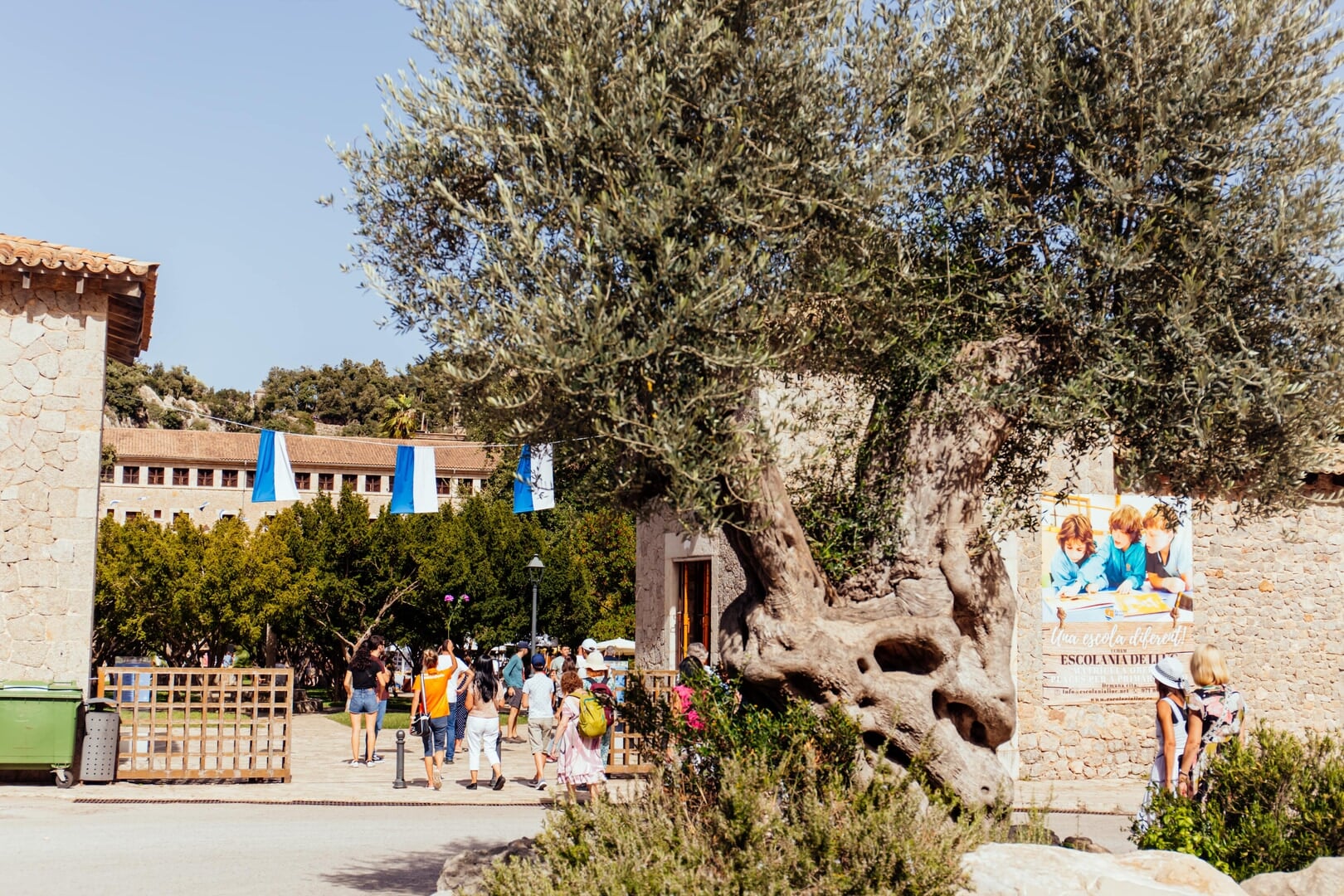 olive tree