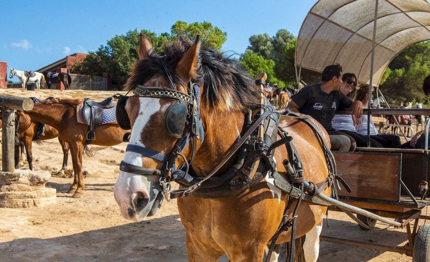 Driving the wagon from Rancho