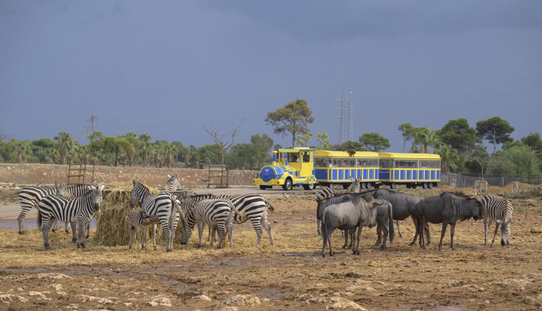  Safari train passing zebras at Safari Zoo Mallorca