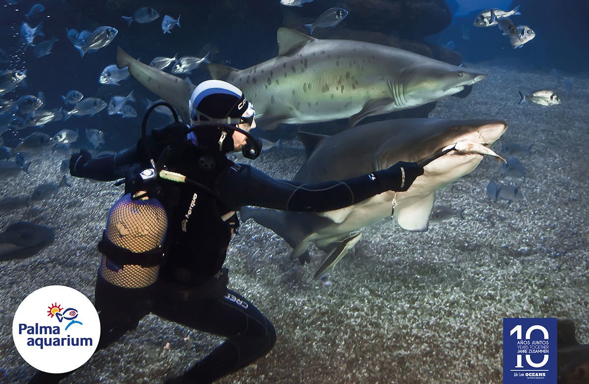 Feeding sharks in Palmaquarium