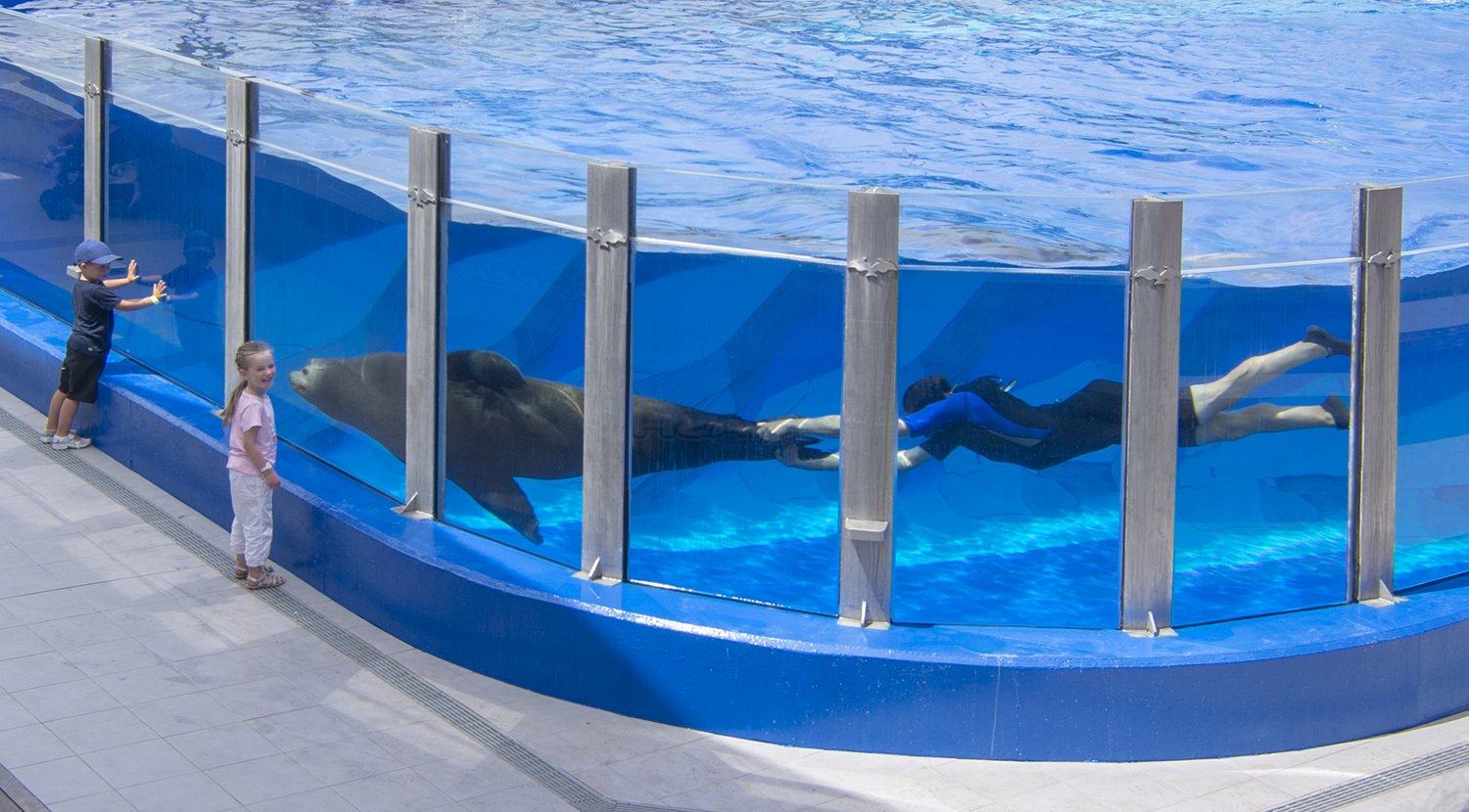 dolphin pool