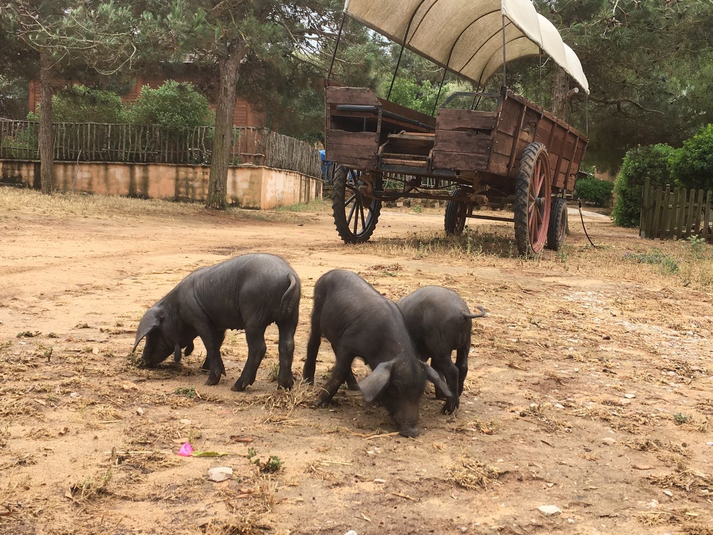 black pigs