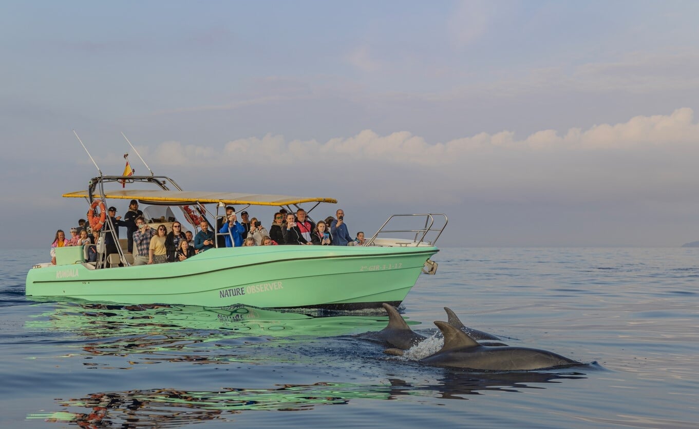 Wschód słońca z delfinami
